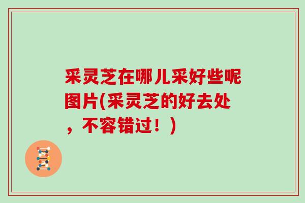 采灵芝在哪儿采好些呢图片(采灵芝的好去处,不容错过!)