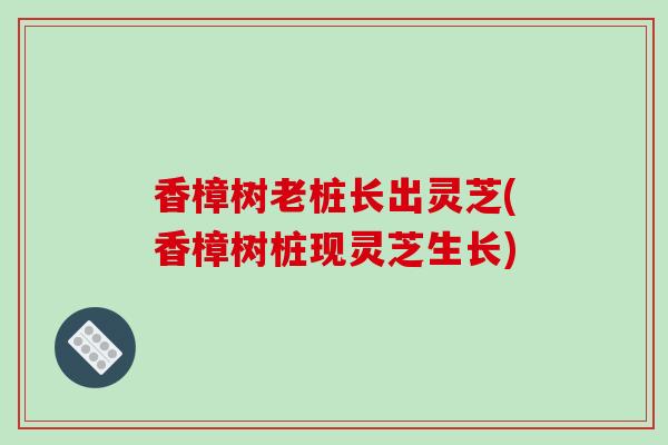 香樟树老桩长出灵芝(香樟树桩现灵芝生长)