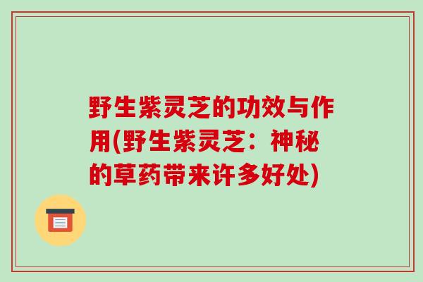 野生紫灵芝的功效与作用(野生紫灵芝:神秘的草药带来许多好处)