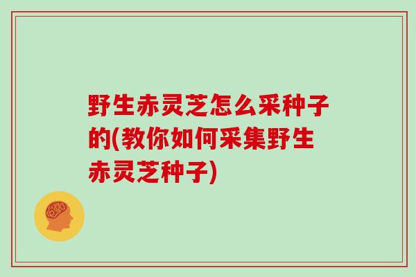 野生赤灵芝怎么采种子的(教你如何采集野生赤灵芝种子)