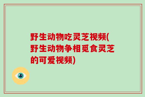 野生动物吃灵芝视频(野生动物争相觅食灵芝的可爱视频)