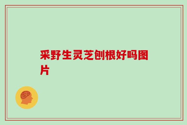 采野生灵芝刨根好吗图片