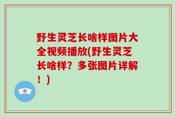野生灵芝长啥样图片大全视频播放(野生灵芝长啥样?多张图片详解!)