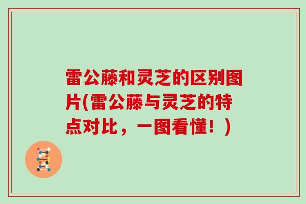 雷公藤和灵芝的区别图片(雷公藤与灵芝的特点对比,一图看懂!)