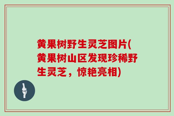 黄果树野生灵芝图片(黄果树山区发现珍稀野生灵芝,惊艳亮相)