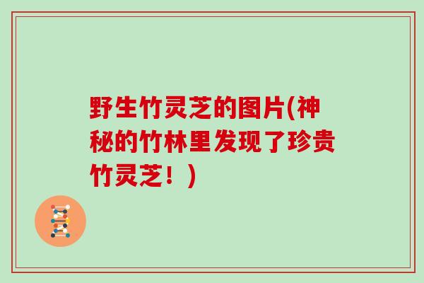 野生竹灵芝的图片(神秘的竹林里发现了珍贵竹灵芝!)