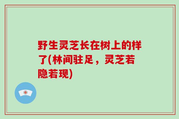 野生灵芝长在树上的样了(林间驻足，灵芝若隐若现)