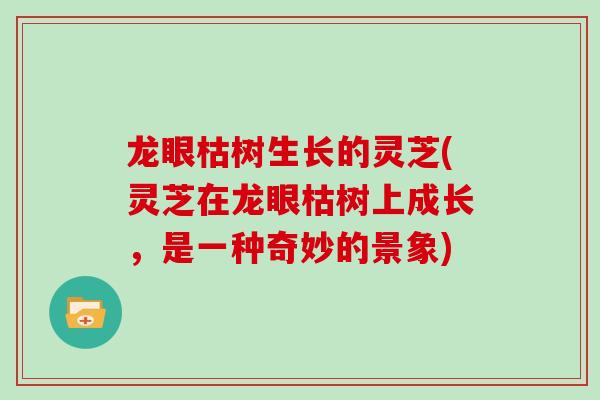 龙眼枯树生长的灵芝(灵芝在龙眼枯树上成长,是一种奇妙的景象)