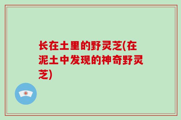 长在土里的野灵芝(在泥土中发现的神奇野灵芝)