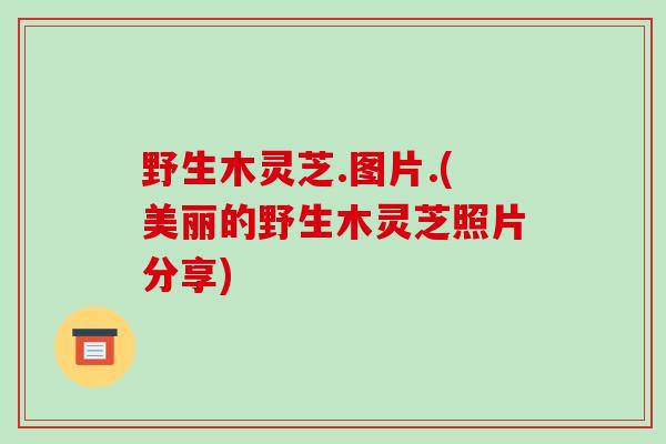 野生木灵芝.图片.(美丽的野生木灵芝照片分享)