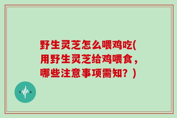 野生灵芝怎么喂鸡吃(用野生灵芝给鸡喂食,哪些注意事项需知?)