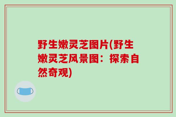 野生嫩灵芝图片(野生嫩灵芝风景图:探索自然奇观)