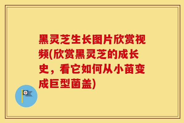 黑灵芝生长图片欣赏视频(欣赏黑灵芝的成长史，看它如何从小苗变成巨型菌盖)