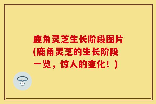 鹿角灵芝生长阶段图片(鹿角灵芝的生长阶段一览，惊人的变化！)