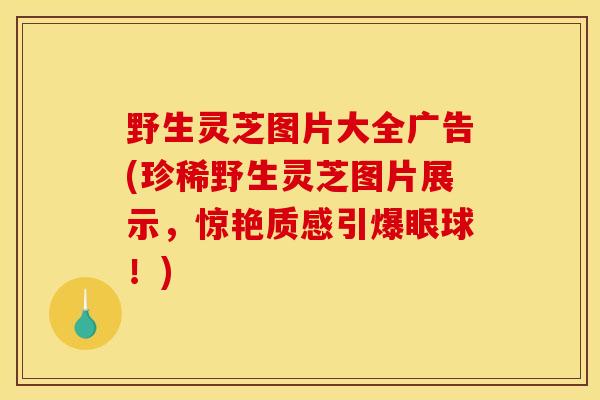 野生灵芝图片大全广告(珍稀野生灵芝图片展示，惊艳质感引爆眼球！)