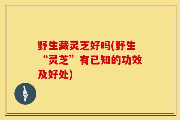 野生藏灵芝好吗(野生“灵芝”有已知的功效及好处)