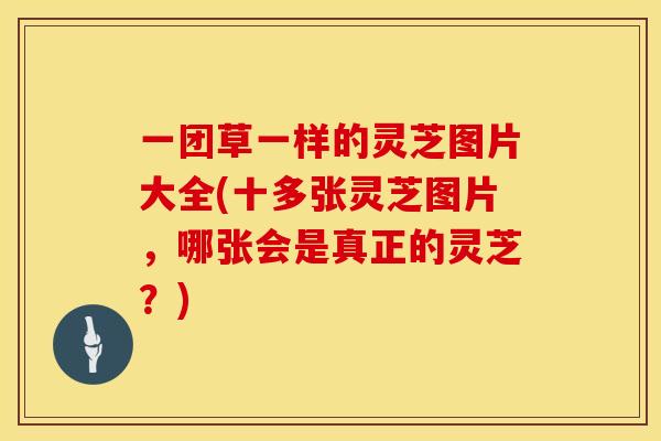 一团草一样的灵芝图片大全(十多张灵芝图片，哪张会是真正的灵芝？)