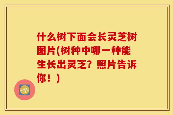 什么树下面会长灵芝树图片(树种中哪一种能生长出灵芝？照片告诉你！)