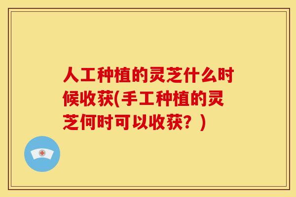 人工种植的灵芝什么时候收获(手工种植的灵芝何时可以收获？)