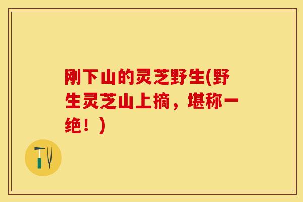 刚下山的灵芝野生(野生灵芝山上摘,堪称一绝!)