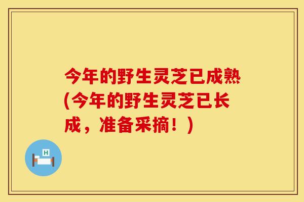 今年的野生灵芝已成熟(今年的野生灵芝已长成，准备采摘！)
