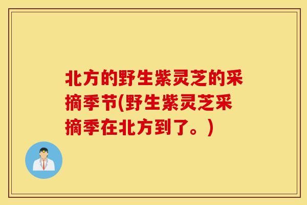 北方的野生紫灵芝的采摘季节(野生紫灵芝采摘季在北方到了。)