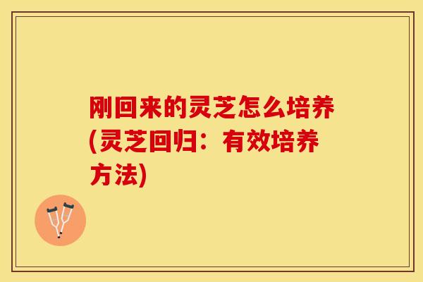 刚回来的灵芝怎么培养(灵芝回归：有效培养方法)