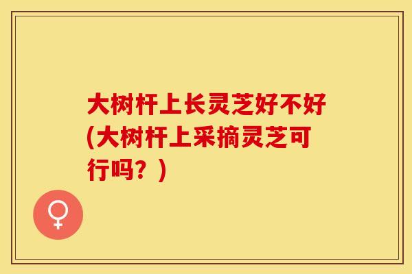大树杆上长灵芝好不好(大树杆上采摘灵芝可行吗?)