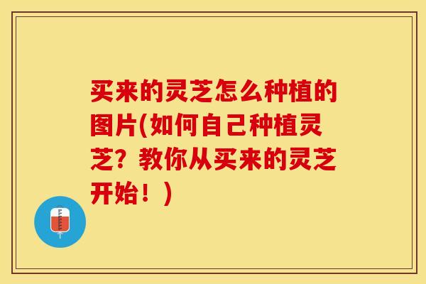 买来的灵芝怎么种植的图片(如何自己种植灵芝?教你从买来的灵芝开始!)