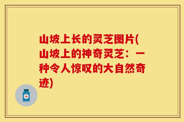 山坡上长的灵芝图片(山坡上的神奇灵芝:一种令人惊叹的大自然奇迹)