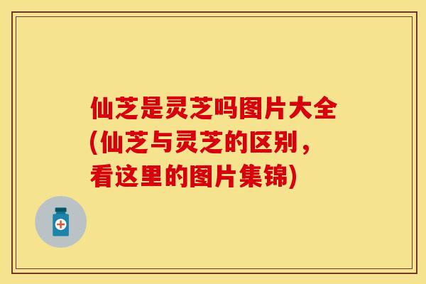 仙芝是灵芝吗图片大全(仙芝与灵芝的区别,看这里的图片集锦)