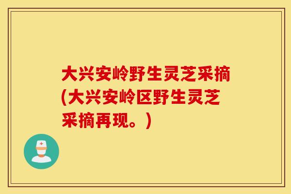 大兴安岭野生灵芝采摘(大兴安岭区野生灵芝采摘再现。)