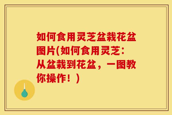 如何食用灵芝盆栽花盆图片(如何食用灵芝:从盆栽到花盆,一图教你操作!)