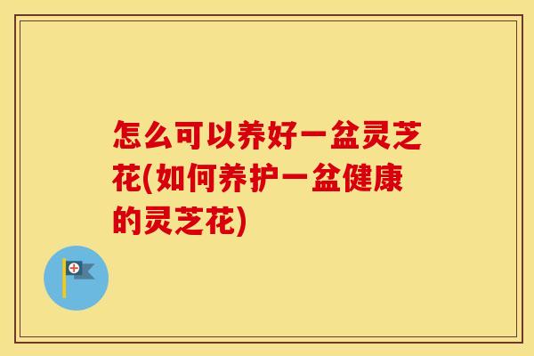 怎么可以养好一盆灵芝花(如何养护一盆健康的灵芝花)
