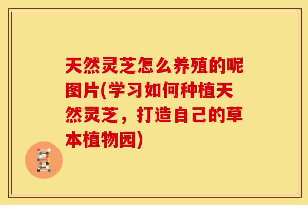 天然灵芝怎么养殖的呢图片(学习如何种植天然灵芝,打造自己的草本植物园)