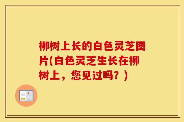 柳树上长的白色灵芝图片(白色灵芝生长在柳树上,您见过吗?)