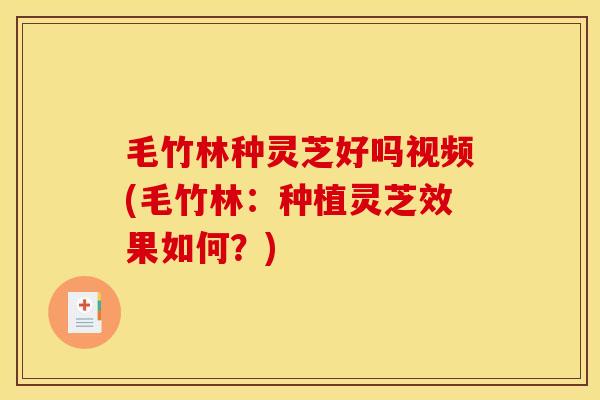 毛竹林种灵芝好吗视频(毛竹林：种植灵芝效果如何？)