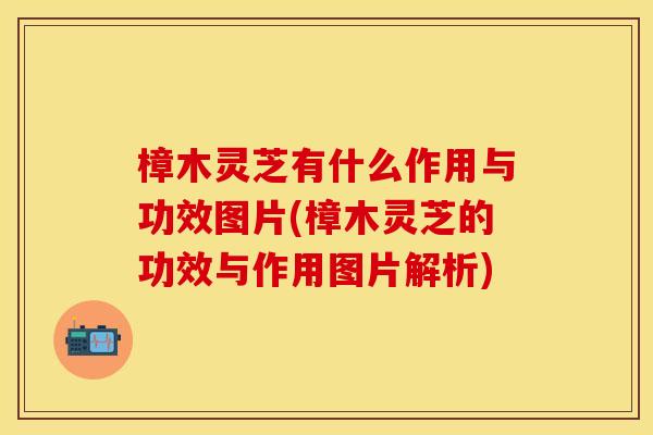 樟木灵芝有什么作用与功效图片(樟木灵芝的功效与作用图片解析)