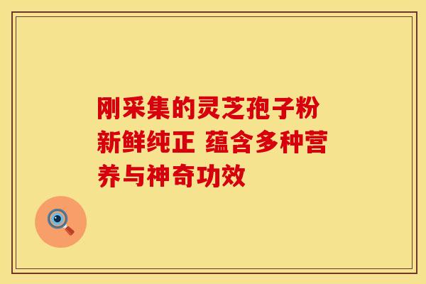 刚采集的灵芝孢子粉 新鲜纯正 蕴含多种营养与神奇功效
